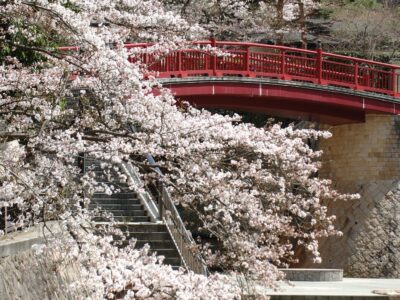 有馬川の桜 - 有馬温泉