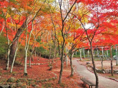 瑞宝寺公園を赤く染める紅葉と園内の遊歩道